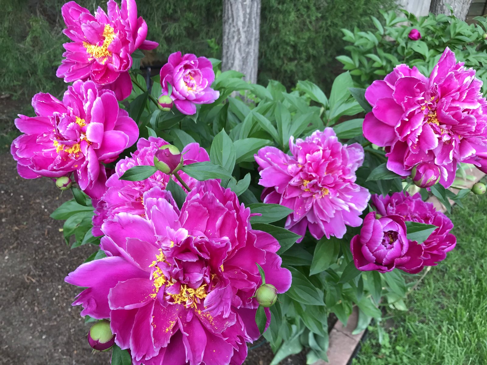 Bright pink peonies blooming in Sydnnia's Colorado garden